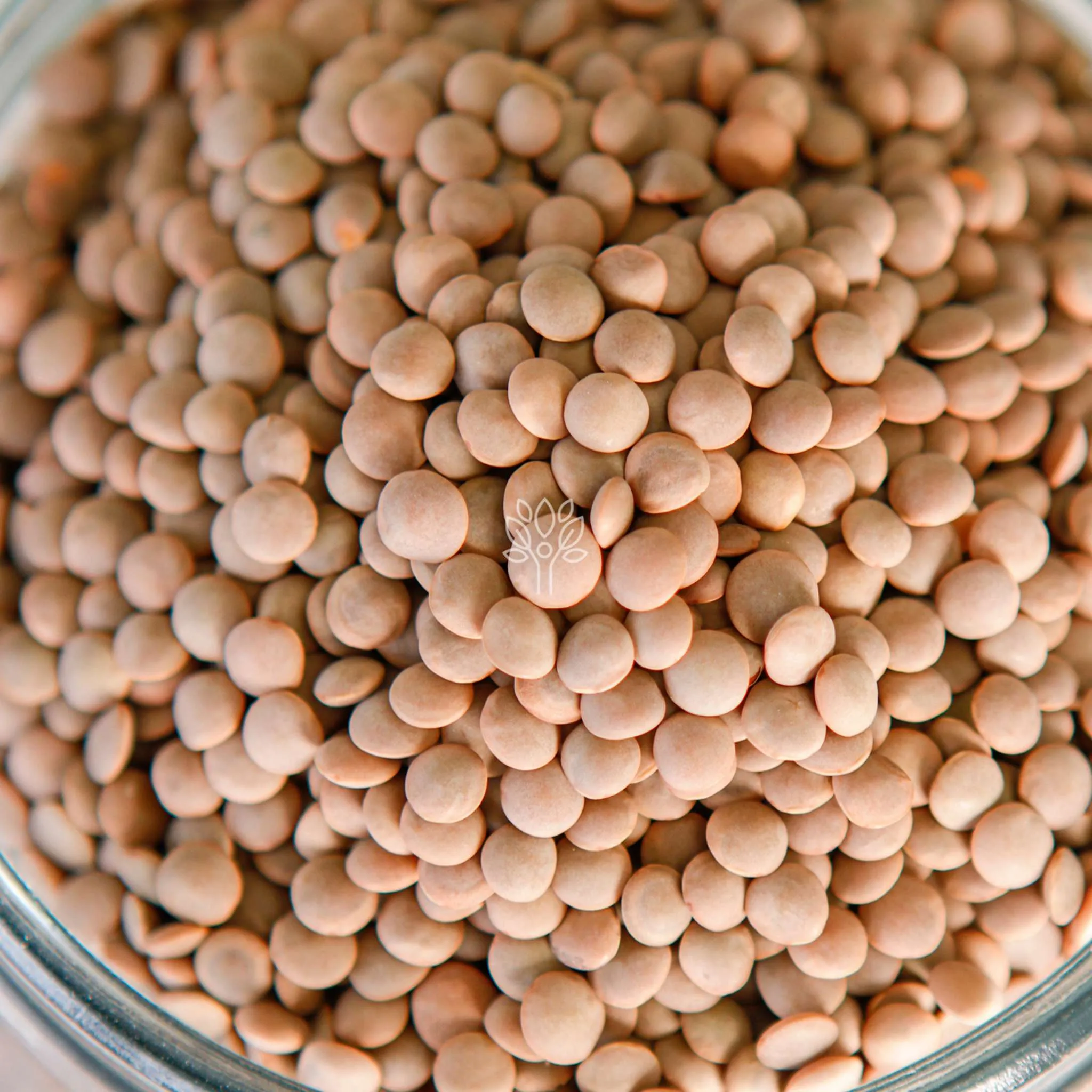 Lentils Brown - Image 4